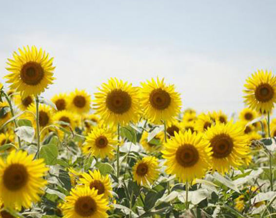花あり、池あり、山あり。一年中自然を満喫できる